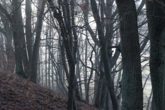 Dark, misty forest with tall trees and shade, mixed forest, natural forest with copper beech (Fagus