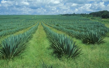 Sisal plantation, Tanzania, Africa, June 2000, vintage, retro, old, historic