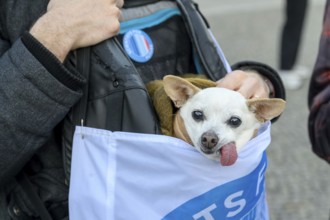 Scientist for Future dog with tongue out at Fridays for Future rally on 10 years of Paris Agreement