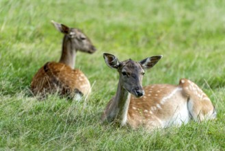 Dams (dama dama) Bald deer, hinds, resting on a meadow at the edge of the forest, Vogelsberg,