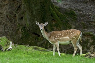 Damson (dama dama), adult doe, bare deer, eating grass, grazing on a meadow in a forest clearing,