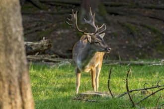 Fallow deer (dama dama), shovel deer, male, deer in a meadow at the edge of the forest, Vogelsberg,