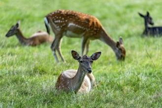 Herd of dams (dama dama) Bald deer, hinds, resting and grazing on a meadow at the edge of the