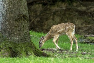 Damson (dama dama), doe, wild deer, young animal, calf eating grass, grazing on a meadow in a
