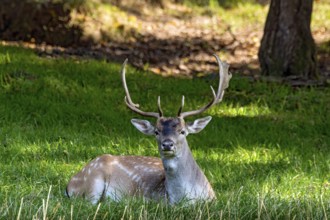Fallow deer (dama dama), male, deer resting on a meadow at the edge of a forest, Vogelsberg,