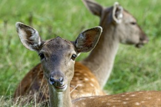 Damsels (dama dama) Bald deer, hinds, resting on a meadow at the edge of the forest, animal