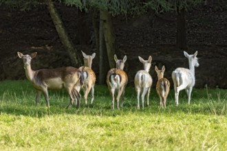 Herd of damas (dama dama), deer, coloured, spotted and white due to leucism gene mutation, running