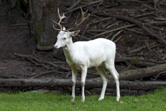 White shovel deer, fallow deer (dama dama), young animal, calf, white fur due to leucism gene