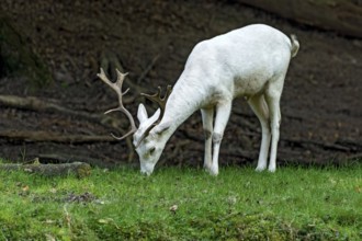 White shovel deer, fallow deer (dama dama), young animal, calf, white fur due to leucism gene