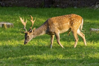 Fallow deer (dama dama), shovel deer, male, deer eating grass, grazing on a meadow at the edge of a