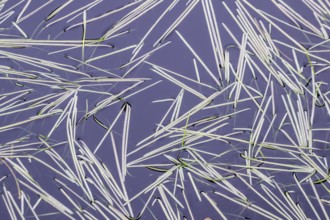 Glyceria fluitans (Glyceria fluitans), Emsland, Lower Saxony, Germany