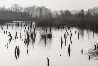 Moorland, Bargerveen, Drenthe, Netherlands