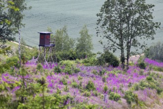 Landscape with raised hide and flowering foxglove (Digitalis purpurea) in the middle of a green