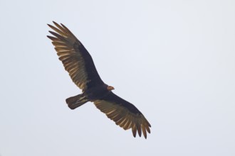 Greater yellow-headed vulture (Cathartes burrovianus) flying through the clear sky with