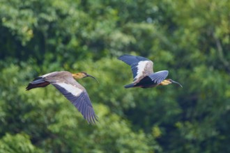 Two woodland ibises flying synchronously in front of a dense forest background, white-necked ibis