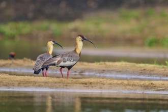 Two woodland ibises standing at the edge of the water and looking in the same direction,