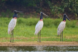 Three Jabirus standing next to each other on the bank in a green landscape, Jabiru (Jabiru