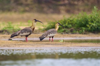 Two woodland ibises standing on the bank of a body of water, surrounded by green vegetation,