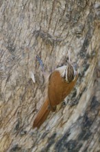 Brown and white bird climbing on cracked tree bark, perfectly camouflaged in natural environment,