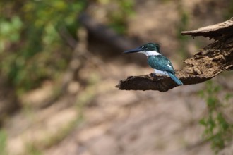 A kingfisher sits quietly on a branch in a natural environment full of green and brown tones,