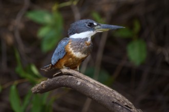 A bird sitting on a branch surrounded by green foliage in a natural environment, Red-breasted
