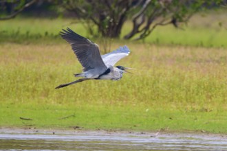 A heron flies elegantly over a lake in the middle of a green landscape with trees in the