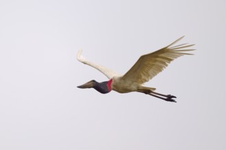 A Jabiru in flight, wings outstretched against a bright sky, Jabiru (Jabiru mycteria), Pantanal,