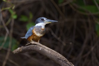 The bird with blue and brown plumage sits attentively on a branch in a green environment,