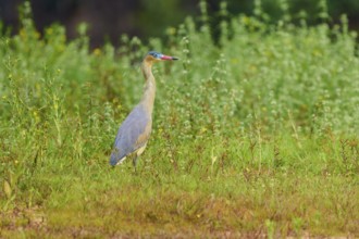 A heron stands still in a green meadow, surrounded by plants, in a quiet, natural environment,