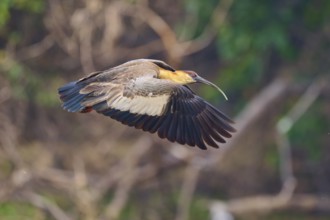 A woodland ibis flies majestically against a background of trees, white-necked ibis (Theristicus