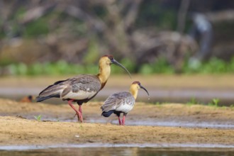 Two ibises standing side by side on the bank of a body of water, white-necked ibis (Theristicus
