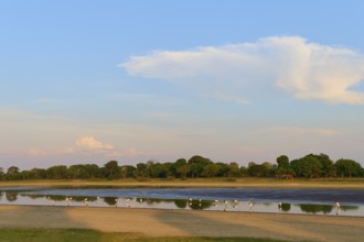 Birds on the lakeshore at sunset, surrounded by trees and clouds with a clear sky, Jabiru (Jabiru