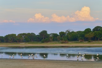 Birds at the lake, surrounded by green trees and cloudy sky, Jabiru (Jabiru mycteria), Pantanal,