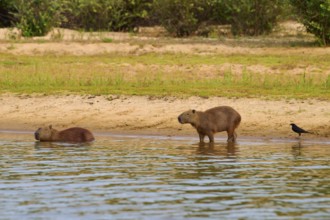Two capybaras and a bird on the bank of a body of water in a green landscape, Capybara