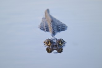 A caiman swims calmly in the water directly towards the camera, Yacare caiman (Caiman yacare,