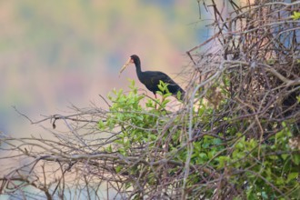 A bird stands on a branch surrounded by green foliage with a natural background, black ibis