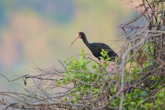 A bird sitting on branches surrounded by green plants in a natural habitat, black ibis (Phimosus