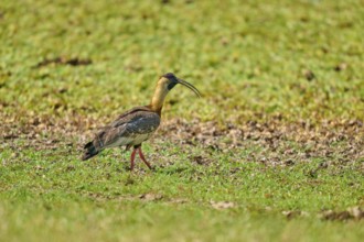 An ibis runs across a green meadow surrounded by natural landscape, white-necked ibis (Theristicus