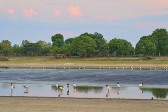 Birds in a calm body of water at sunset with green trees in the background, Jabiru (Jabiru