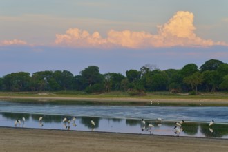 Birds standing in the water in front of a forest under a peaceful, cloudy sky, Jabiru (Jabiru