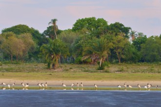 Birds on the shore of a lake in front of lush vegetation and a peaceful sky, Jabiru (Jabiru