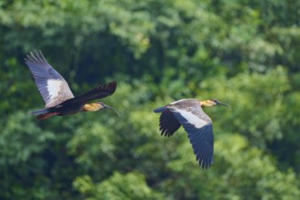 Two forest ibises in flight, in front of lush green forest, white-necked ibis (Theristicus