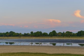 Birds by the water at dusk, surrounded by a gentle skyscape, Jabiru (Jabiru mycteria), Pantanal,