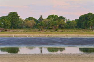 Birds in the water against a backdrop of trees and a calm, reflecting sky, Jabiru (Jabiru