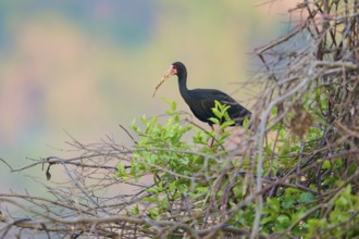 A bird stands between branches and foliage in the open, embedded in nature, black ibis (Phimosus
