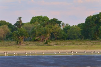 Birds in a body of water against a forested background in a calm twilight sky, Jabiru (Jabiru