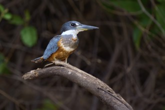A bird with blue and brown plumage sits on a branch in the green background, Red-breasted