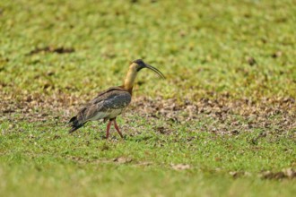 A bird with a long beak stands on a green meadow, White-necked Ibis (Theristicus caudatus), Fazenda