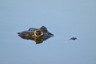 The head of a caiman protrudes from the calm, blue water, Yacare caiman (Caiman yacare, Caiman