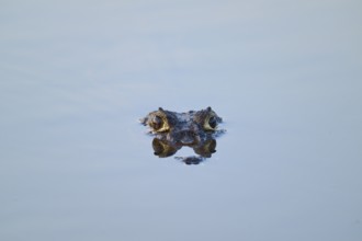 Caiman eyes look calmly out of the water surface, Yacare caiman (Caiman yacare, Caiman crocodilus